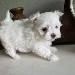 Rascal - White male Maltipoo puppy in Mena, Arkansas from Belle Ball Puppies