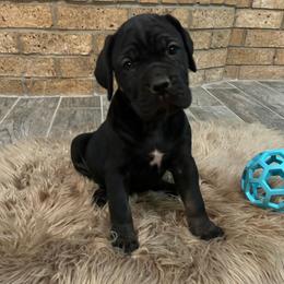 White collar - Black female Cane Corso puppy in Fritch, Texas from Carrie Brown's Cane Corsos