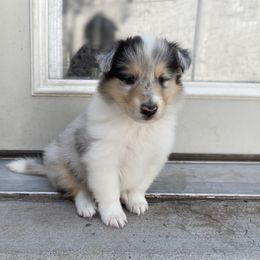 Collie Puppies from Cadie's Collies