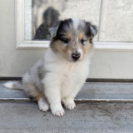 Collie Puppies from Cadie's Collies