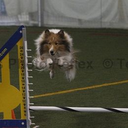 Time - Shetland Sheepdog