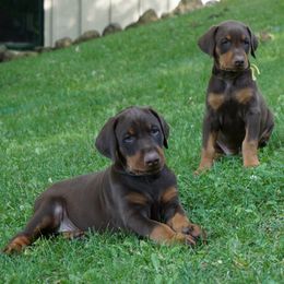 Doberman Pinscher Puppies from Laurel Vail