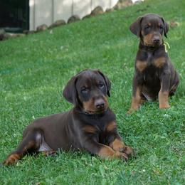 Doberman Pinscher Puppies from Laurel Vail