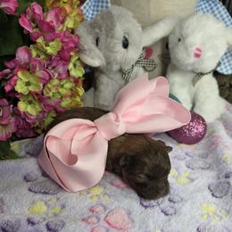 Olive- PENDING - Liver female Shihpoo puppy in Delphos, Ohio from Route 66 Poodles & Doodles, Sapphire Shih-tzu's of Ohio