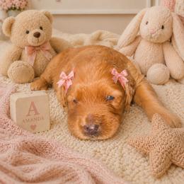Amanda - Apricot female Goldendoodle puppy in Aurora, Illinois from Chicago Goldendoodles