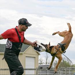 Val - Belgian Malinois