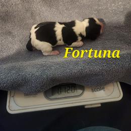 Fortuna - Black brown and white female Basset Hound puppy in Mill Springs, North Carolina from Mountain View Basset Hounds