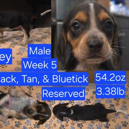 Petey Blue Male - Black tan and bluetick male Beagle puppy in Bemidji, Minnesota from Nse Farms Beagles