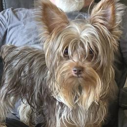 Jay-Jay - Yorkshire Terrier