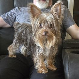 Jay-Jay - Yorkshire Terrier