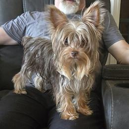 Jay-Jay - Yorkshire Terrier