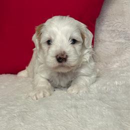Adrian - Red male Havanese puppy in Wappapello, Missouri from Titanium Havanese LLC