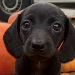Dachshunds from Carroll Acres Dachshund Farm