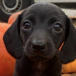 Dachshunds from Carroll Acres Dachshund Farm