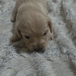 Gus - Cream male Dachshund puppy in Adolphus, Kentucky from Walker's Dachshunds