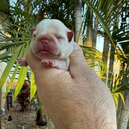 Cashmere - Cream female French Bulldog puppy in Largo, Florida from Big Daddy Frenchies