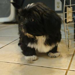 Jett - Black male Lhasa Apso puppy in Hillsboro, Oregon from Luv-N-Laughter Lhasa Apsos