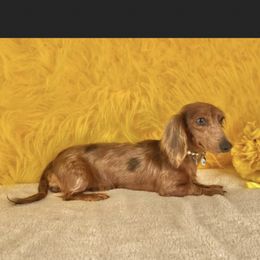 Melania - Dachshund