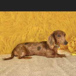 Melania - Dachshund