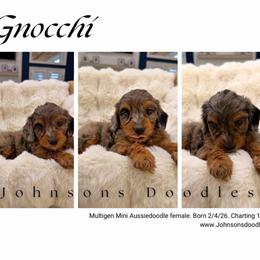 Gnocchi - Blue merle female Aussiedoodle puppy in North Royalton, Ohio from Johnson's Doodles