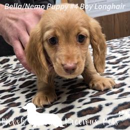 Puppy 4 - Red male Dachshund puppy in Anamosa, Iowa from Melsh Precious Pets