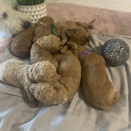 Goldendoodle Puppies from Puppy Paws