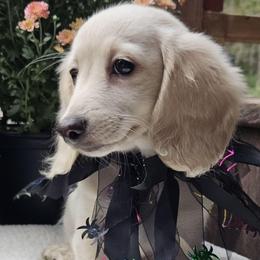 Eve - Cream female Dachshund puppy in Ovett, Mississippi from Anytime Dachshunds by D.B.