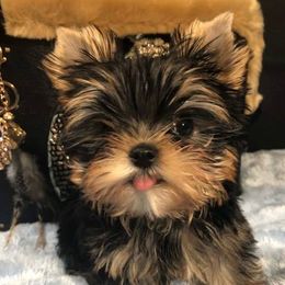 Legend - Yorkshire Terrier