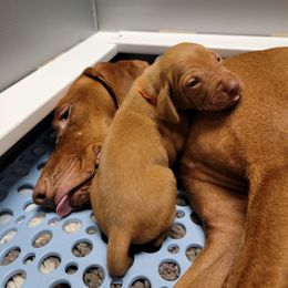 Vizsla Puppies from Bender Vizslas