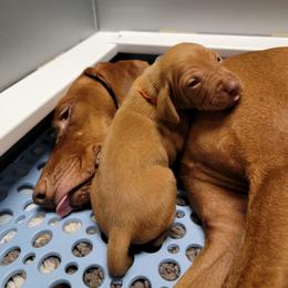 Vizsla Puppies from Bender Vizslas
