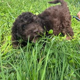 Theo - Brown white and tan male Cockapoo puppy in Moulton, Iowa from Shondel Puppy Paws