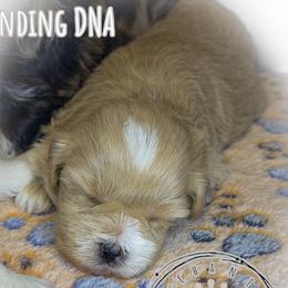 Malina - Wheaten female Miniature Schnauzer puppy in Dorr, Michigan from Enchanted Paws