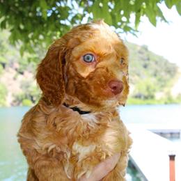 Charming - Apricot male Aussiedoodle puppy in Upper Lake, California from Redwood Aussiedoodles
