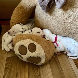 Dalmatian puppies from Prestige Dalmatians