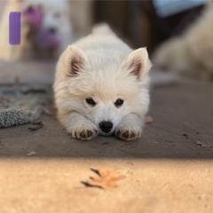Lyra - White female American Eskimo Dog puppy in Squaw Valley, California from Bear Mountain
