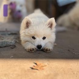 Lyra - White female American Eskimo Dog puppy in Squaw Valley, California from Bear Mountain