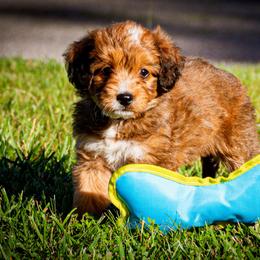 Bernedoodle Puppies from Bundren Farms