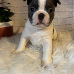 Boy 3 - Boston Terrier puppy from Twist of Faith Farms