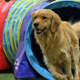 Golden Retrievers from Sharon Mudgett's Golden Retrievers