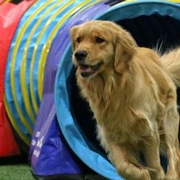 Golden Retrievers from Sharon Mudgett's Golden Retrievers