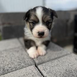 Hex - Black and tan male Pembroke Welsh Corgi puppy in Mona, Utah from Sorensen Corgis