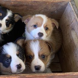 Pembroke Welsh Corgis from Corgi Love (CLJ Corgis)