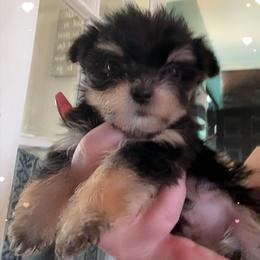 Female 1- Rosa - Black & tan tri-color female Morkie puppy in Pittsburgh, Pennsylvania from Maria's Morkies & More