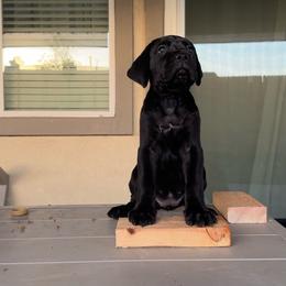 Lavendar - Black female Cane Corso puppy in Homeland, California from Dal Deserto Cane Corso