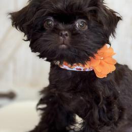Bubbles - Chocolate female Shih Tzu puppy in Glens Falls, New York from Shih Tzus N Giggles