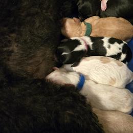 Cavalier King Charles Spaniels, Cavapoos, and Poodles from Far West Texas Oodles of Cavi's & Cavoodles