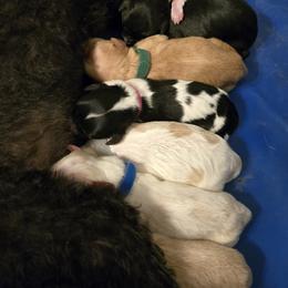 Cavalier King Charles Spaniels, Cavapoos, and Poodles from Far West Texas Oodles of Cavi's & Cavoodles