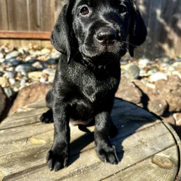 Hana (Purple Collar) - Black female Labrador Retriever puppy in Galt, California from On My Side Kennels