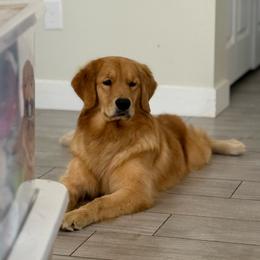 Bella - Golden Retriever