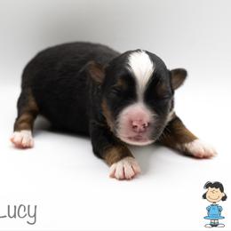 Lucy - Black tri female Miniature American Shepherd puppy in Groesbeck, Texas from Empire Miniature American Shepherds